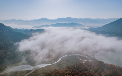 深秋皖南川藏线落羽杉林