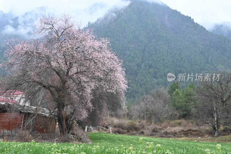 林芝桃花农家，世外桃源