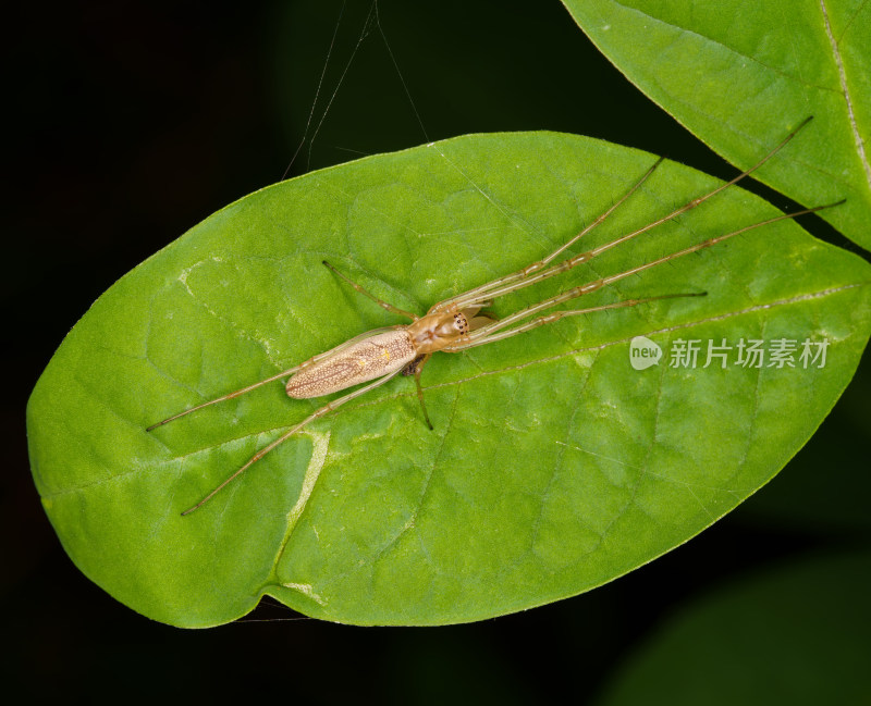 趴在绿叶上的直伸肖蛸特写