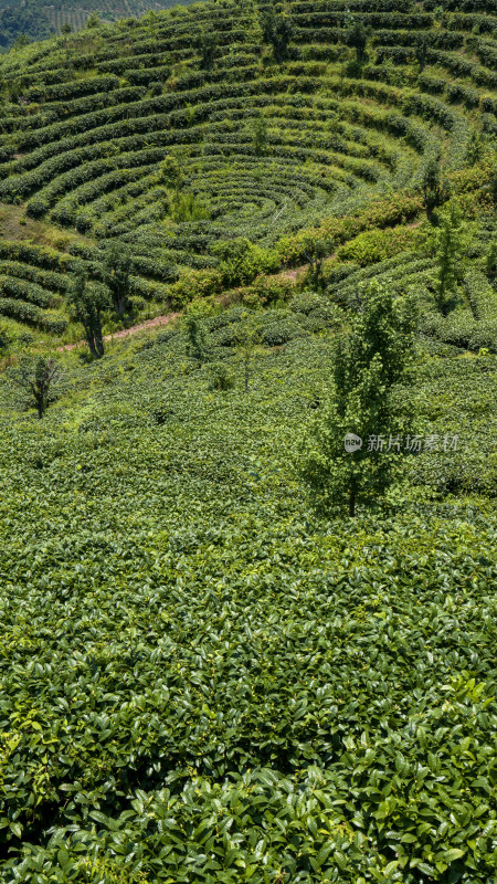 茶叶茶山茶艺茶园采茶茶红茶绿茶春茶茶叶茶