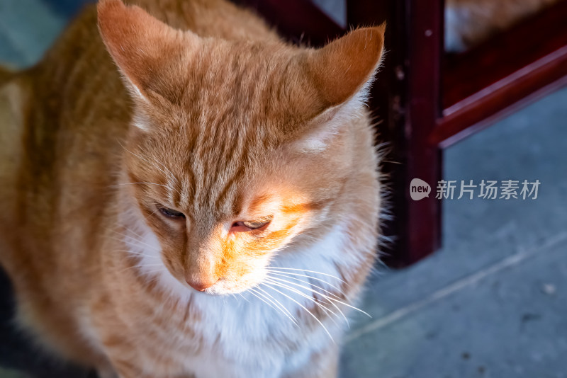 镜头中的橘猫特写