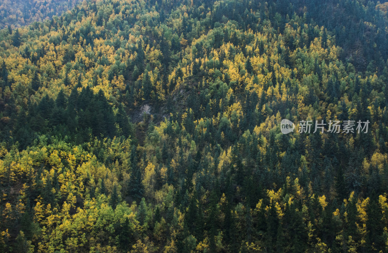 秋天山区林场金黄的树木层林尽染