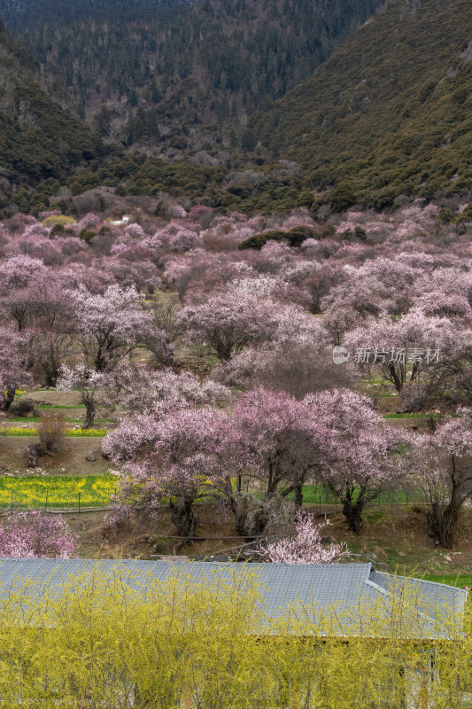 山间桃花盛开形成大片粉色花海的景象