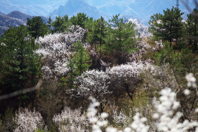 春天北京昌平大山里的山桃花