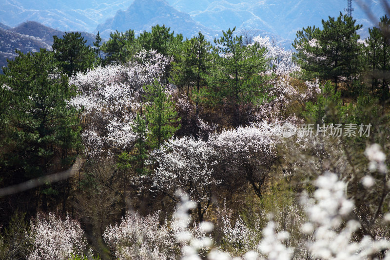 春天北京昌平大山里的山桃花