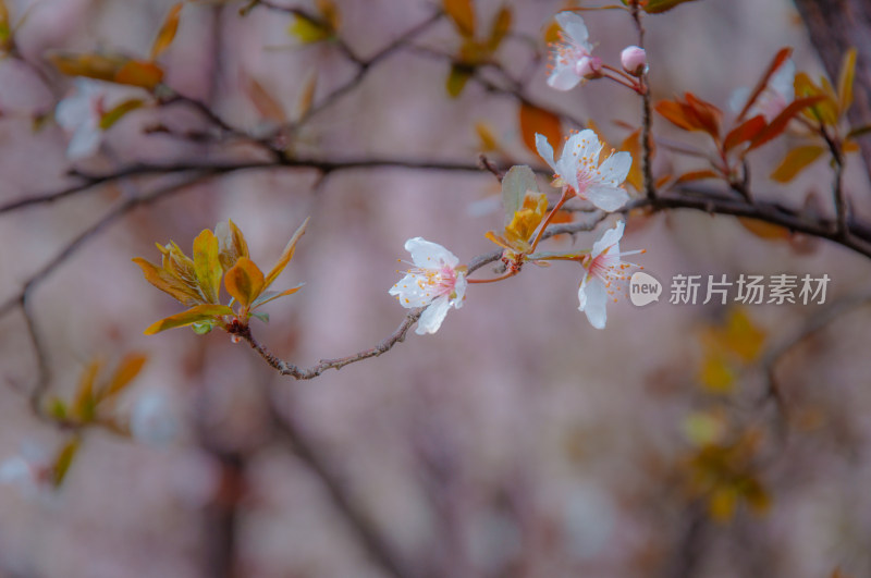 紫叶李雨后开花特写