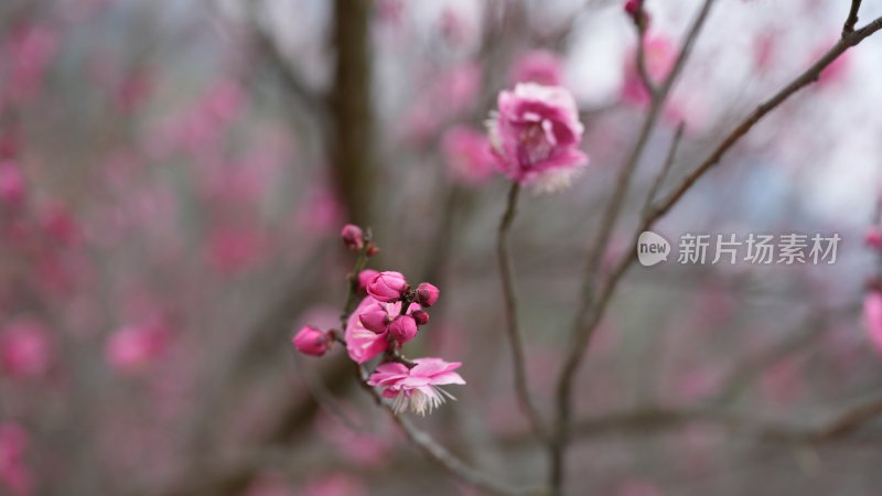 梅边吹笛，唤起玉人