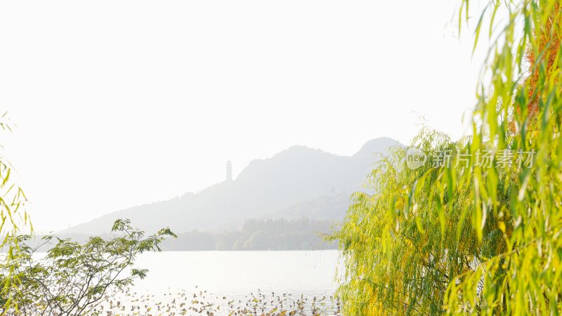 湖边垂柳远山风景