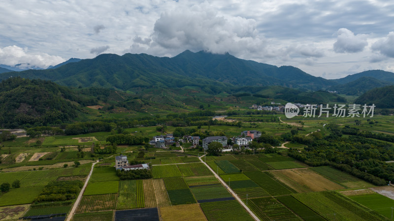 武夷山茶山茶园 优质大红袍产区