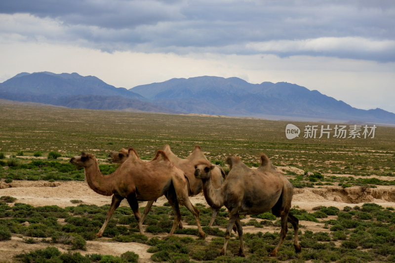 荒漠中的骆驼