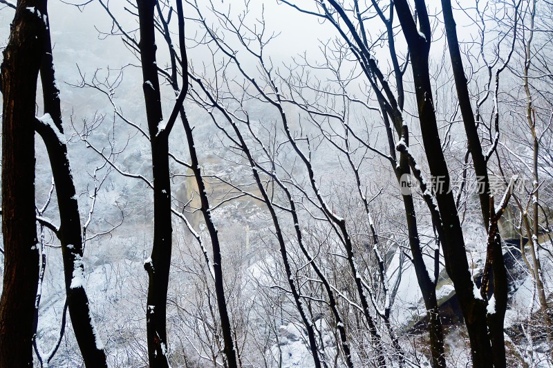 雪后树林山间景象