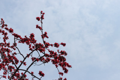 春天木棉花