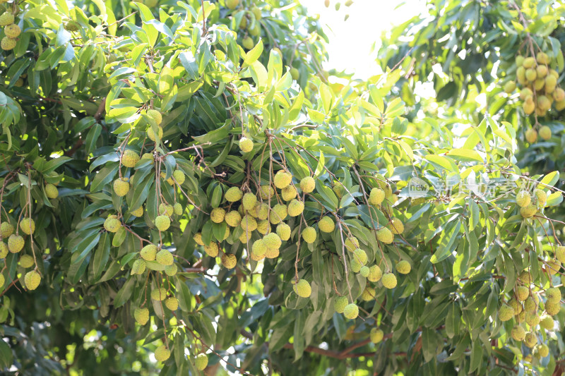 挂满荔枝的荔枝树