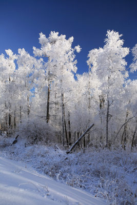 大兴安岭冬季林海雪原冰雪风光