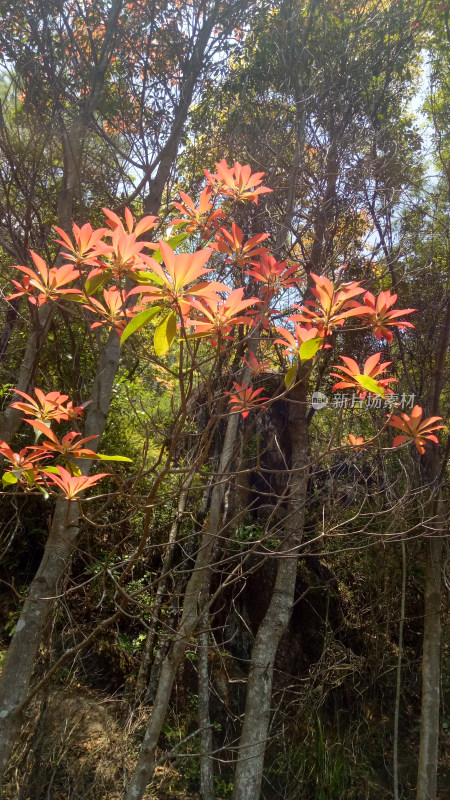 树林中鲜艳的红叶植物