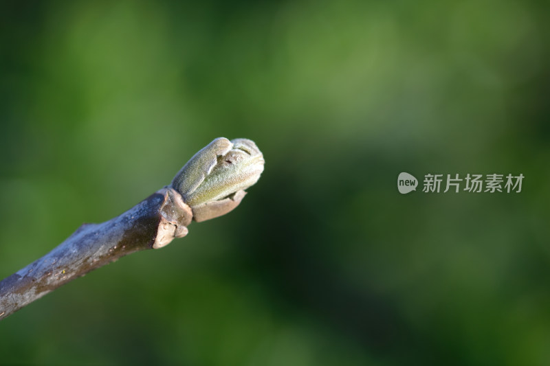 春季的嫩芽