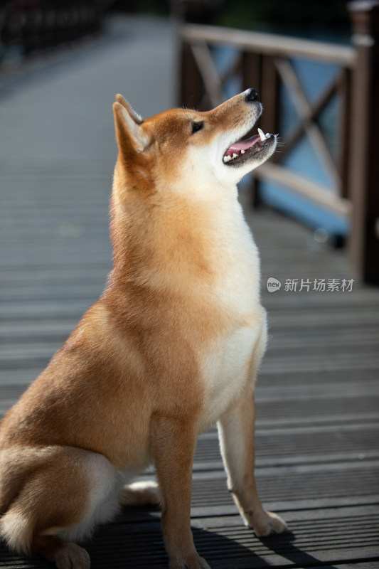 一只正在讨食的可爱柴犬