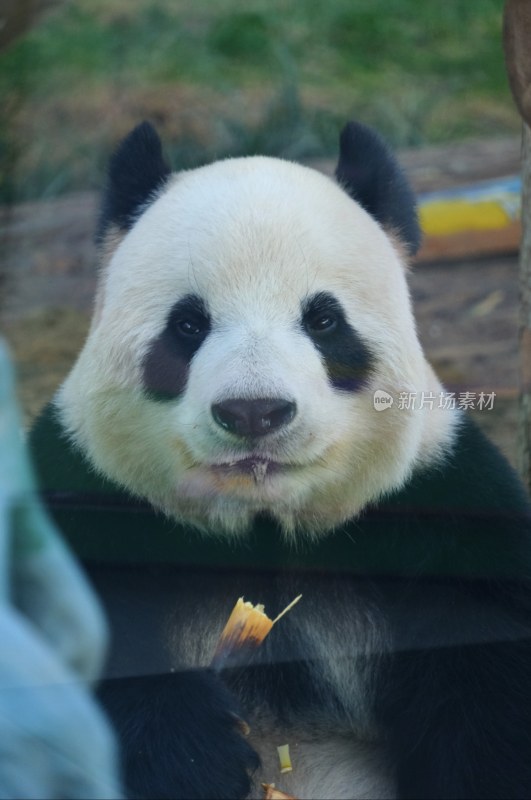 大连动物园 大熊猫飞云