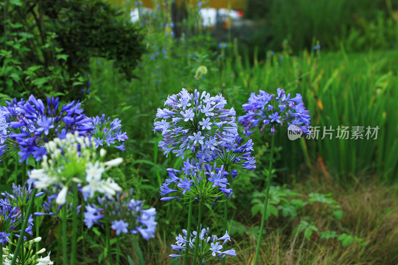 雨后欧石竹花