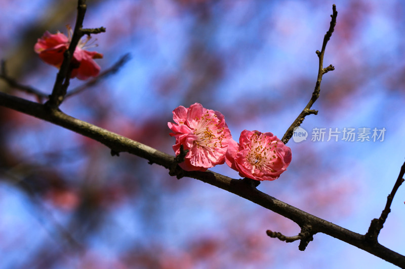 春天盛开的梅花