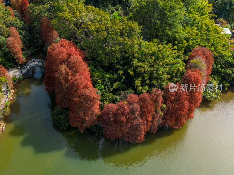 深圳仙湖植物园落羽杉