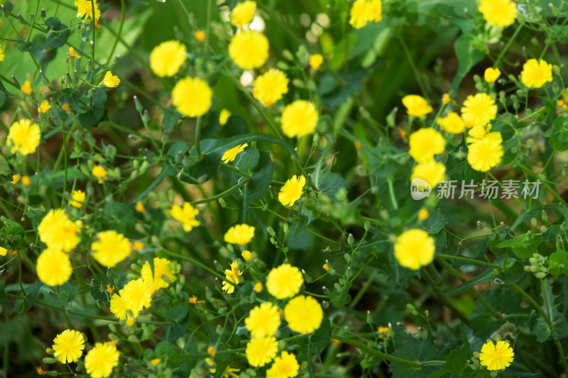 野菊花小黄花小菊花