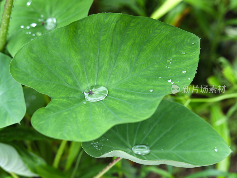 春天绿色的树叶叶子和上面的雨滴水滴露水