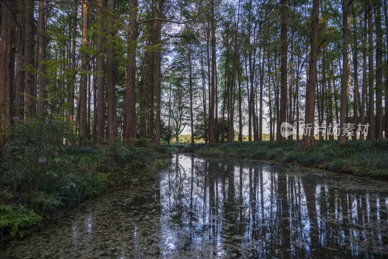 杭州西湖风景区曲院风荷风景