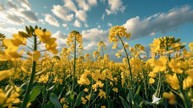 油菜花田与天空