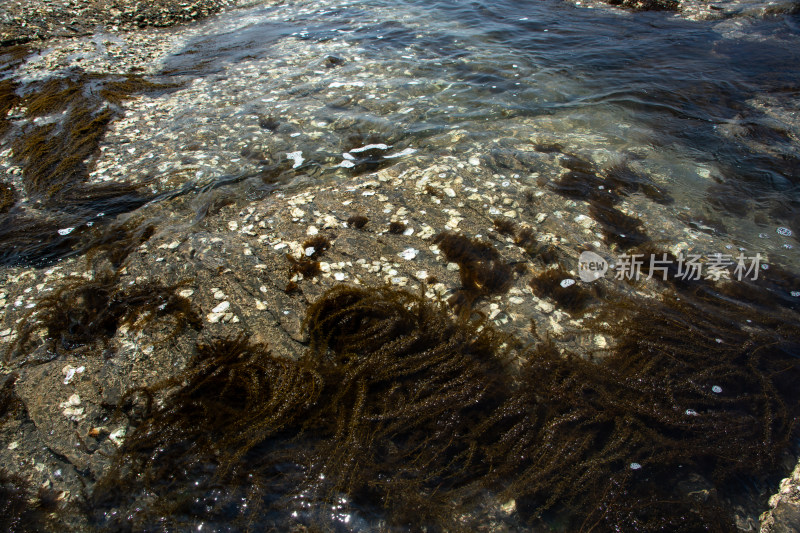 海岸边的礁石和海藻