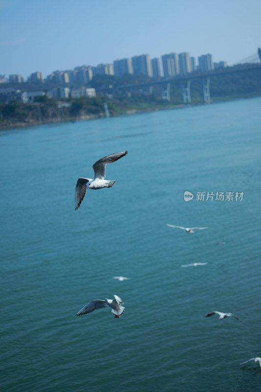 飞翔的海鸥场景