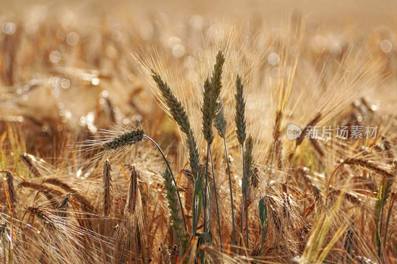 小麦麦子收获