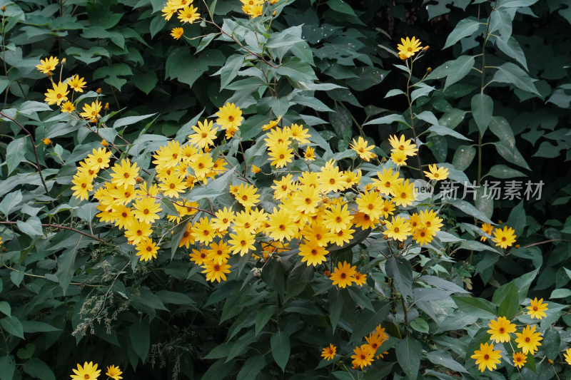 北京圆明园公园盛开的菊花