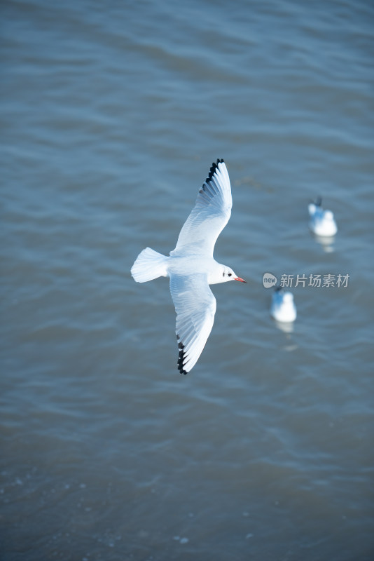 海面飞翔的海鸥