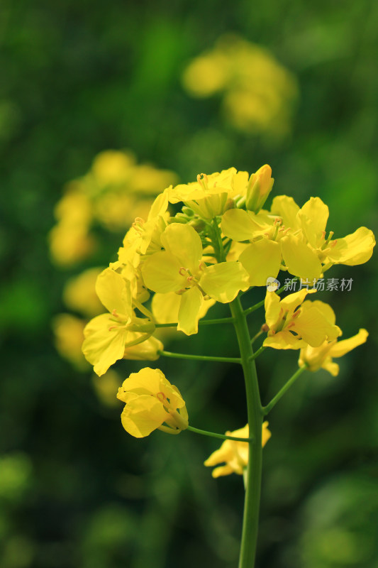 油菜花盛开