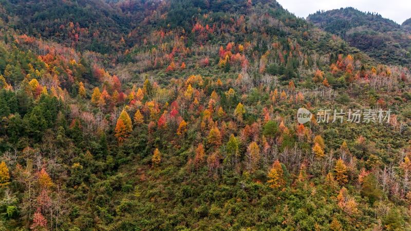 重庆酉阳：丁市镇漫山红叶“缀”美