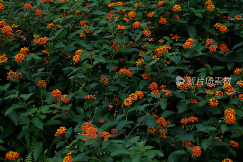 成都夏天休闲生活咖啡鲜花东郊记忆文殊院