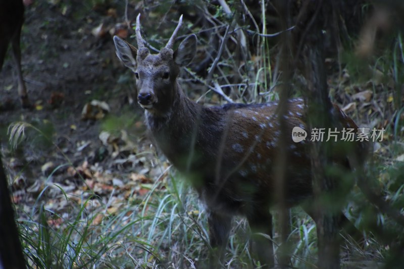 山东威海刘公岛山林中的野生梅花鹿种群