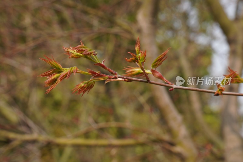 春天树枝嫩芽生长摄影图