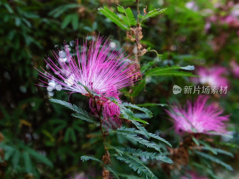 合欢花，粉色合欢