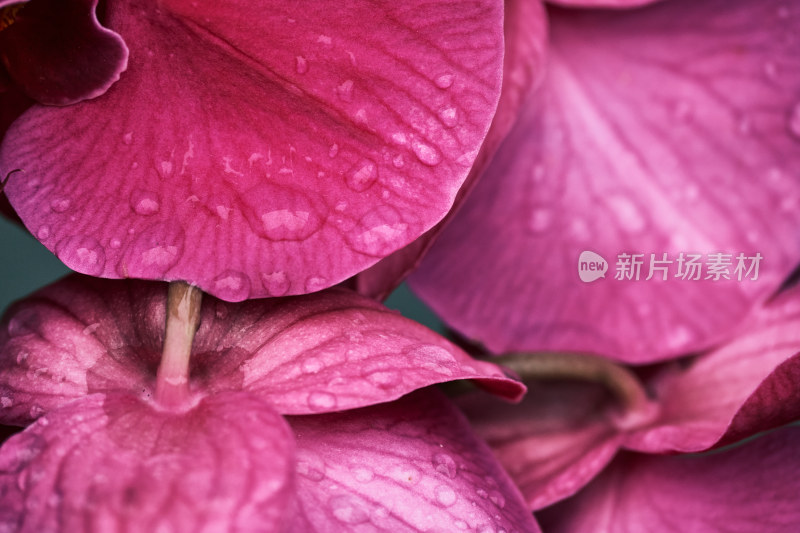 粉红色花瓣上的雨滴特写镜头