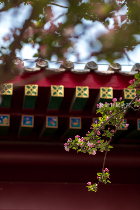 中式庭院里的海棠花开特写