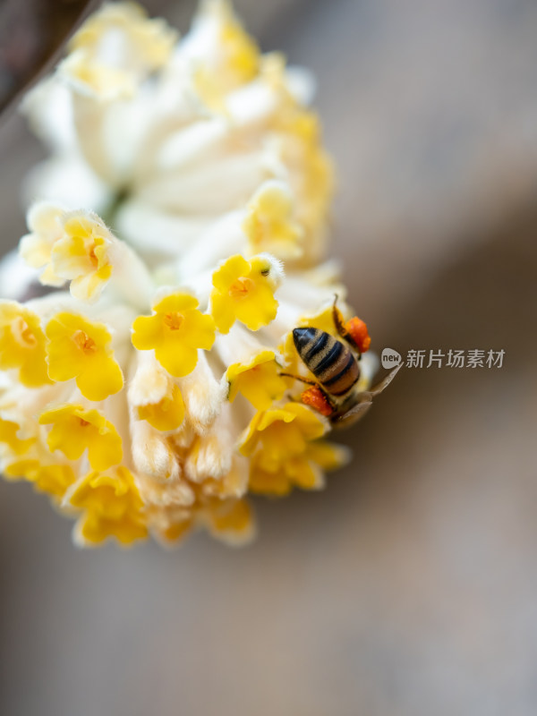 微距下的植物结香花与采蜜的蜜蜂