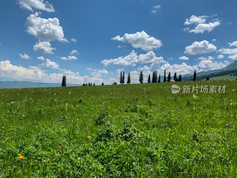 中国新疆伊犁那拉提草原夏季旅游风光