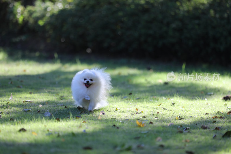 在草地上奔跑的白色博美犬