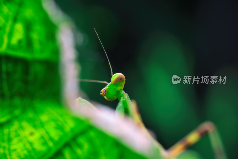 户外大自然中的螳螂微距特写