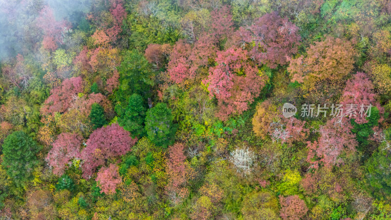 阿坝州黄龙风景名胜区秋色