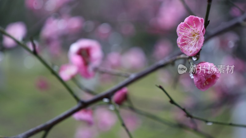 带水珠的粉色梅花枝头特写