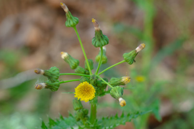 微距特写黄色小花植物