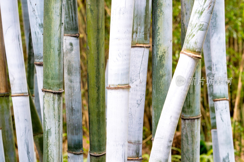 生长中的竹子特写